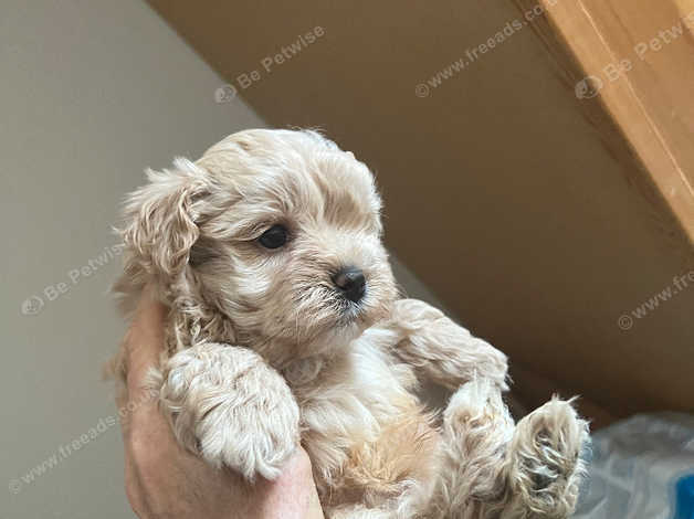 Teacup best sale maltipoo rescue