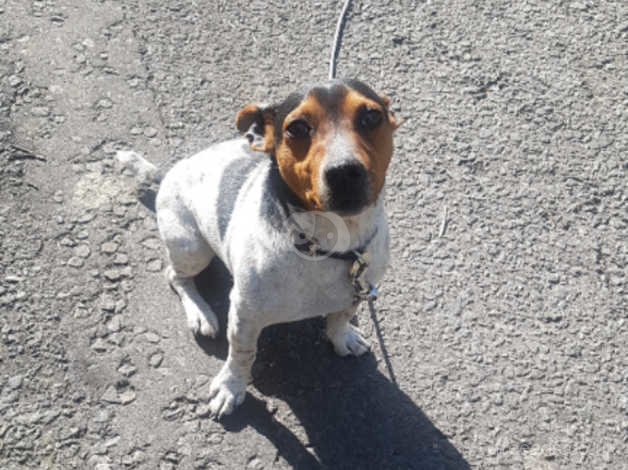 Jack Russell Boy in Conwy on Freeads 