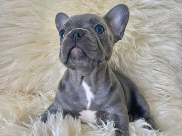 Blue male french store bulldog