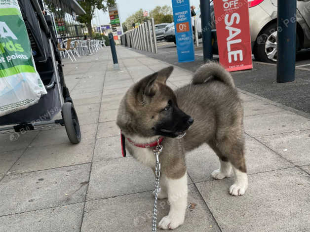 American bear hot sale head akita