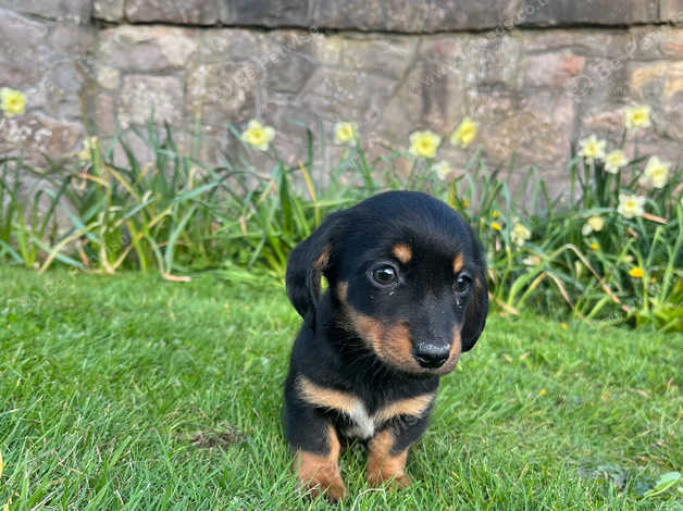 Mini Dachshund Mini Jack Russell In Dungannon BT71 On Freeads ...