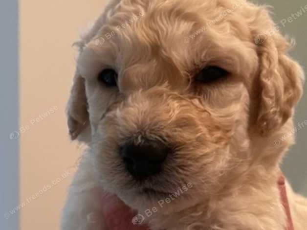 Goldendoodle puppies for 2024 adoption near me