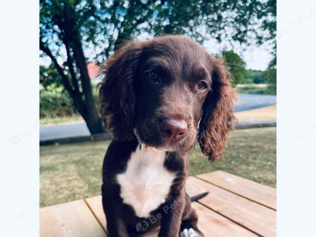 Sprocker dogs for store rehoming