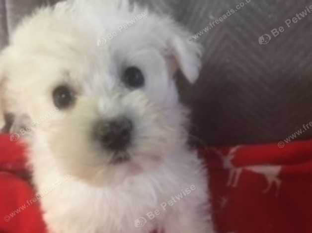 Bichon frise x store westie