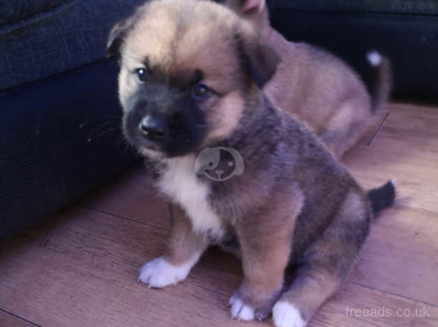 Akita mixed with cheap german shepherd