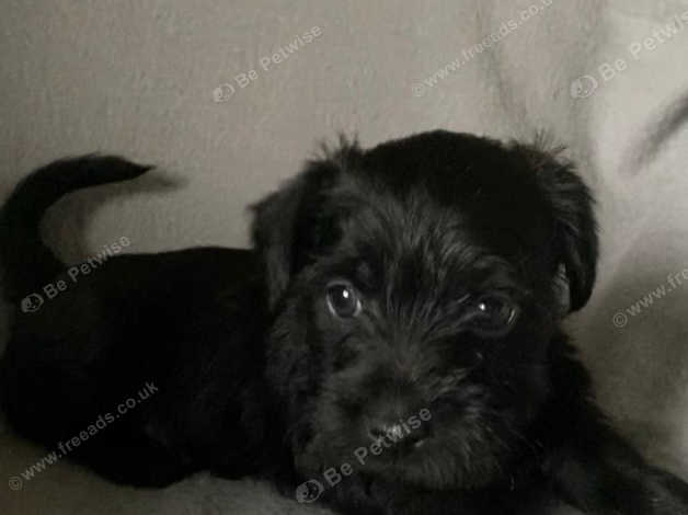 Norjack puppies sale for sale