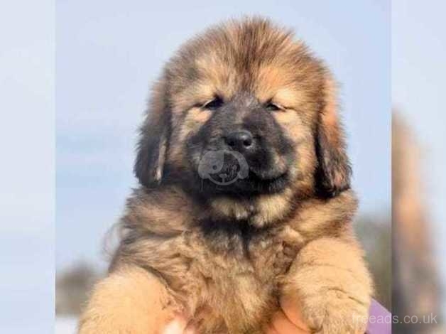 how much is a tibetan mastiff puppy uk