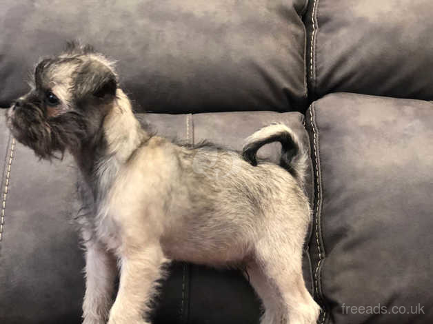 Pug and store miniature schnauzer mix