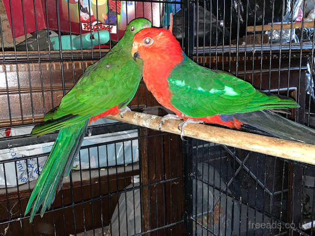 sortere Rendezvous træ Pair Of Australian King Parrot in Tunbridge Wells TN4 on Freeads  Classifieds - Parrots classifieds