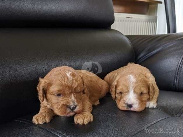 freeads puppies for sale