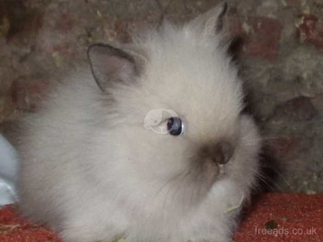 baby dwarf lionhead bunny