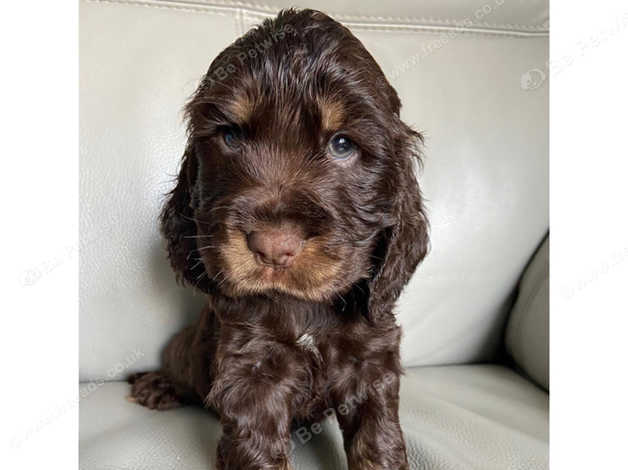 Kc cocker hot sale spaniel puppies