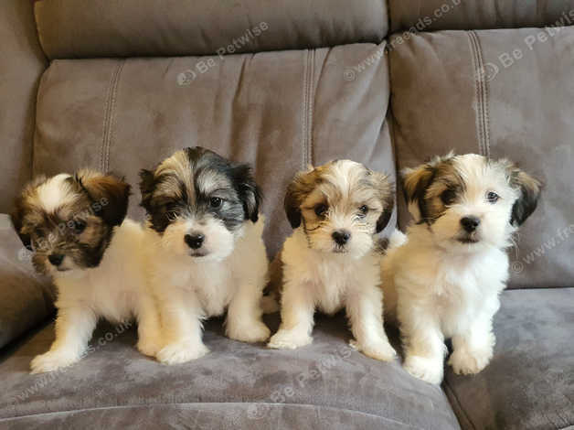 Lhasa apso x store chihuahua