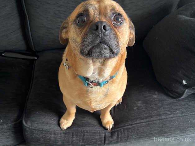 Pug store staffy mix