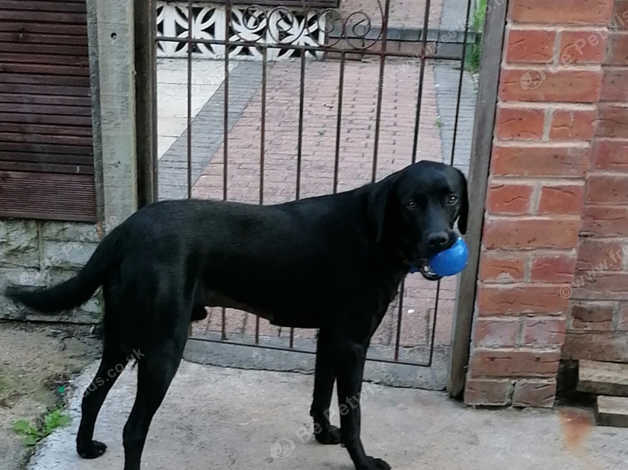 1 year best sale old black lab