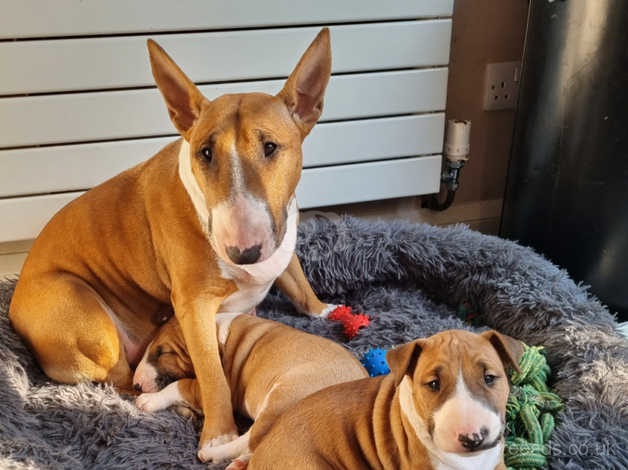Reduced!!! Champion Lines English Bullterrrier Pups 2 Red And in Bexley DA17 on Freeads Classifieds - English Bull Terriers
