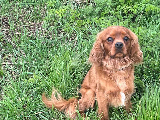 Ruby Cavalier King Charles Male in Derby on Freeads Classifieds ...