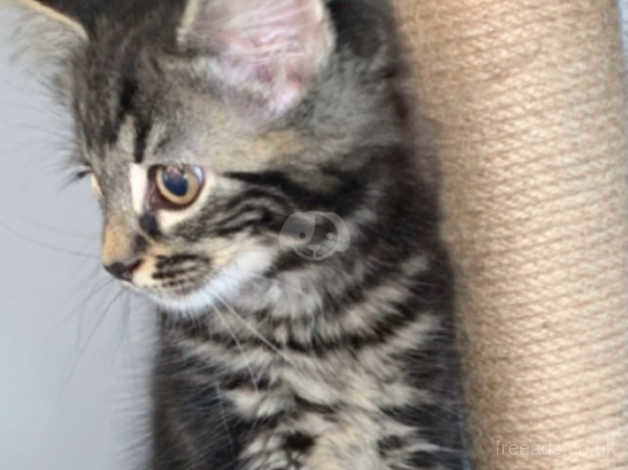 Maine Coon Mix Kitten in on Freeads Classifieds - Mixed Breed classifieds