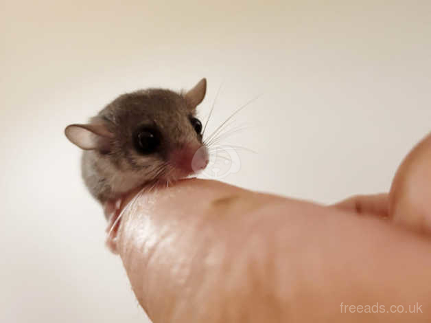 african pygmy mouse