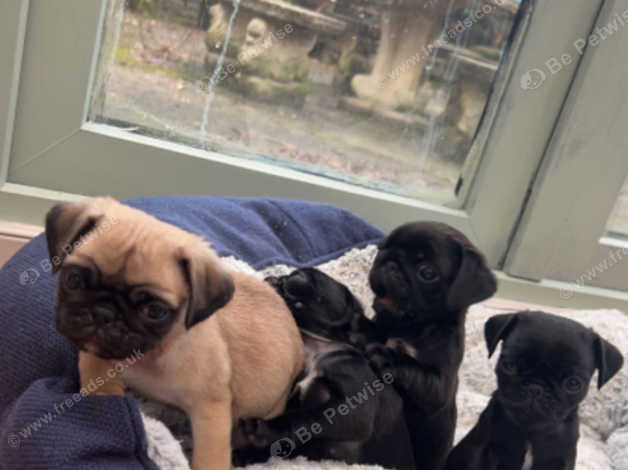 Kc pugs hot sale for sale