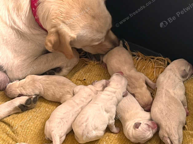 Chunky golden labrador hot sale puppies for sale