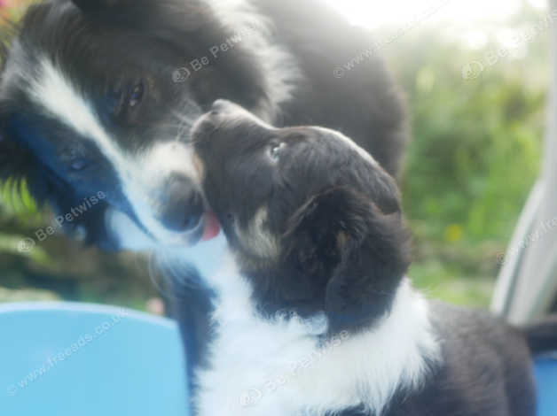 Border collie puppies for sale hot sale lake district