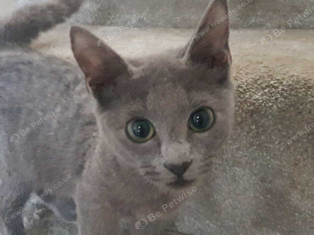 Russian Blue Kitten In Liverpool On Freeads Classifieds Russian
