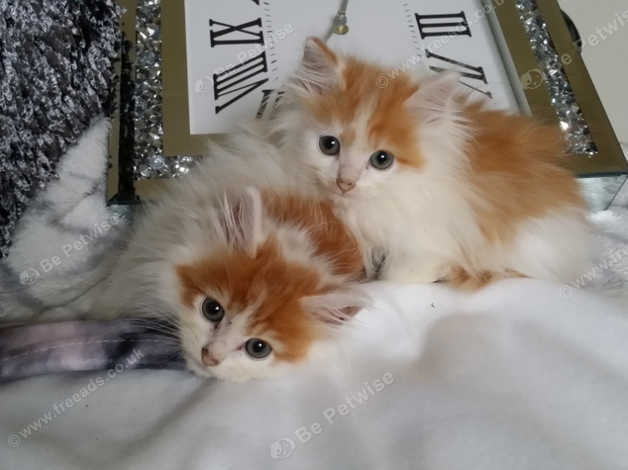 Beautiful Male Ginger And White Long Haired Kittens In Ebbw Vale