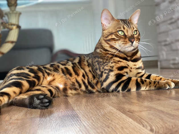 Beautiful bengal best sale