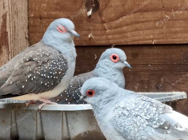 Diamond dove for sale discount
