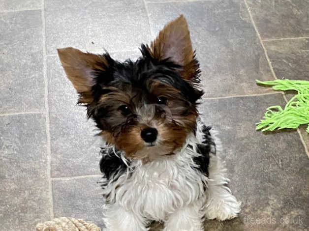 Biewer best sale yorkie puppies