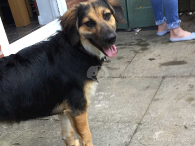 Gsd cheap x collie