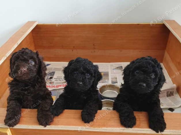 Challinor store stud poodles