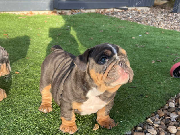 Blue merle english hotsell bulldog puppies for sale