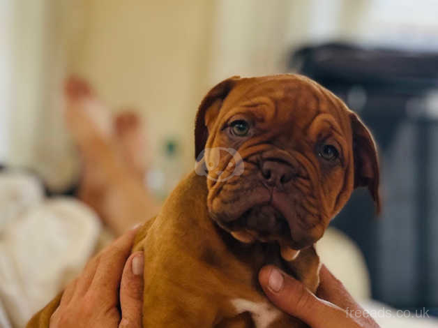 Dogue de bordeaux hot sale x english bulldog