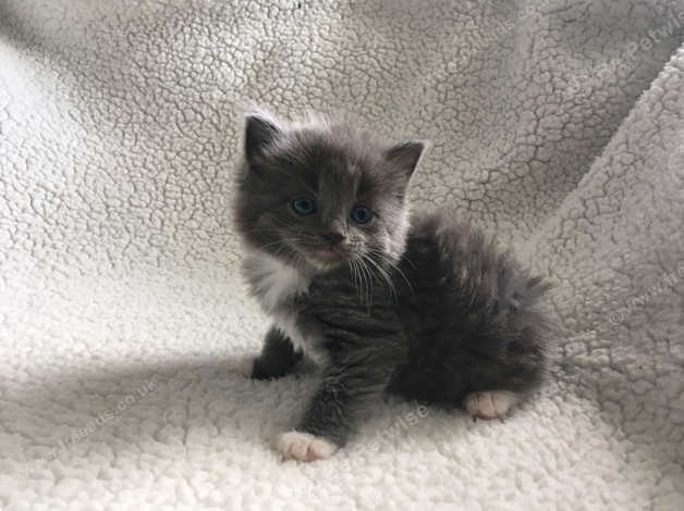 Beautiful Blue Long Haired Boy Ragdoll X Kitten Ready 2nd July