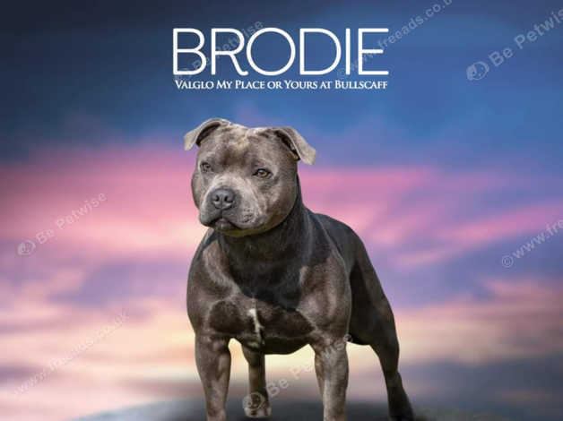 Freeads fashion staffordshire bull terrier