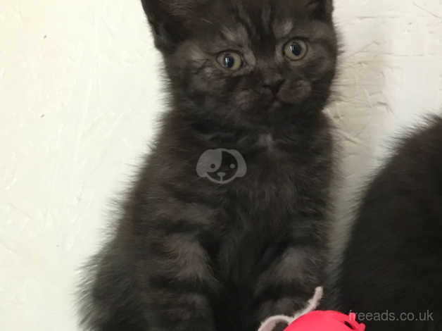 British Shorthair Male Ready Now In Prestatyn Ll19 On Freeads