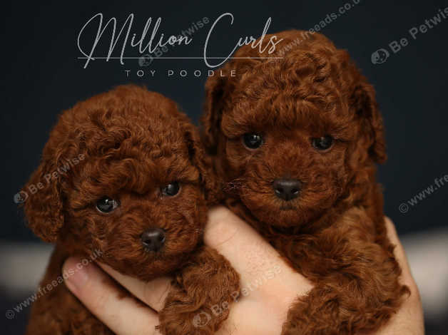 Pocket poodles for sale best sale