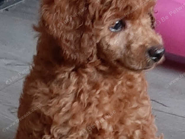 Fox red outlet toy poodle