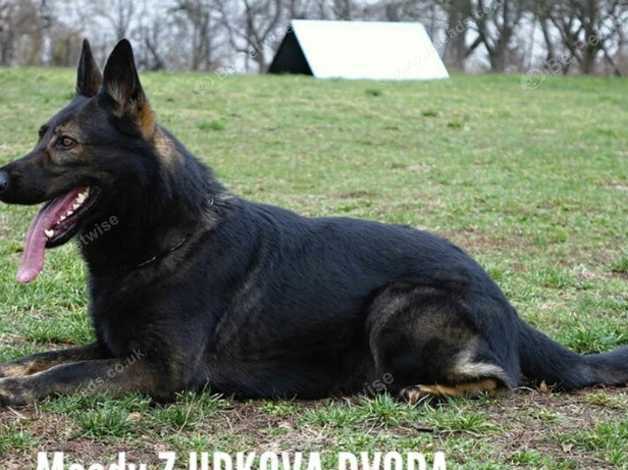 Ipo3 german sale shepherd for sale