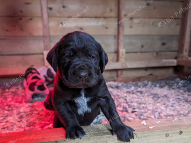 German wirehaired pointer x labrador best sale