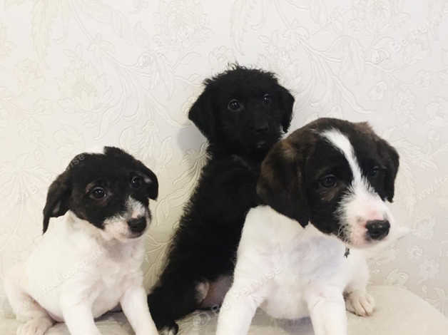 Patterdale X Poodle Puppies For Sale in Ashford on Freeads Classifieds ...