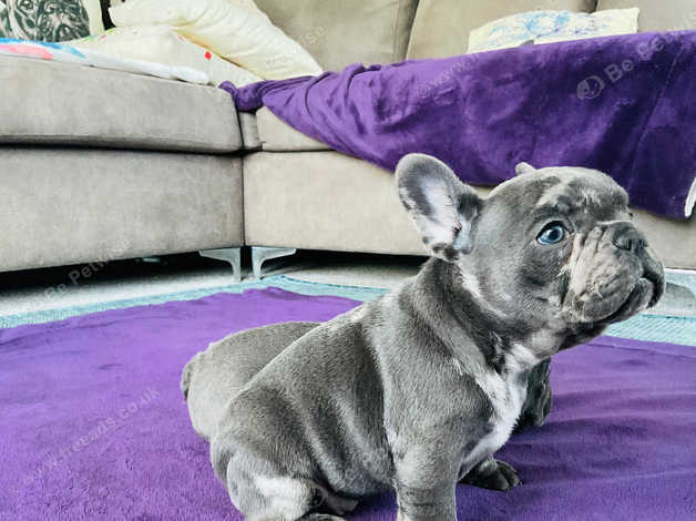 Purple lilac hot sale french bulldog