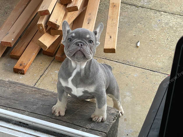 French bulldog 7 store months