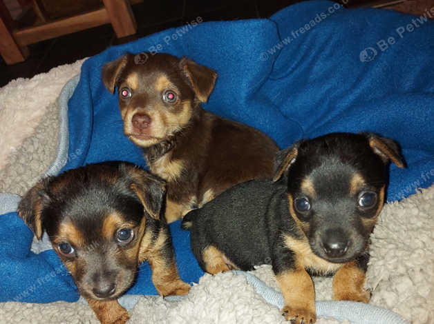 Miniature Jack Russel Puppies in Malton on Freeads Classifieds - Jack ...