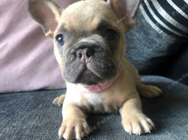 French bulldog puppies hot sale for sale wirral