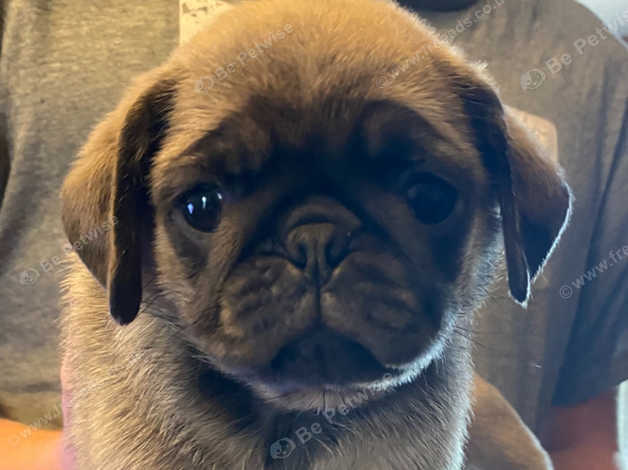 Blue best sale pug puppies