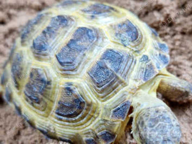 Baby Horsefield Tortoise,27 in Birmingham on Freeads Classifieds ...