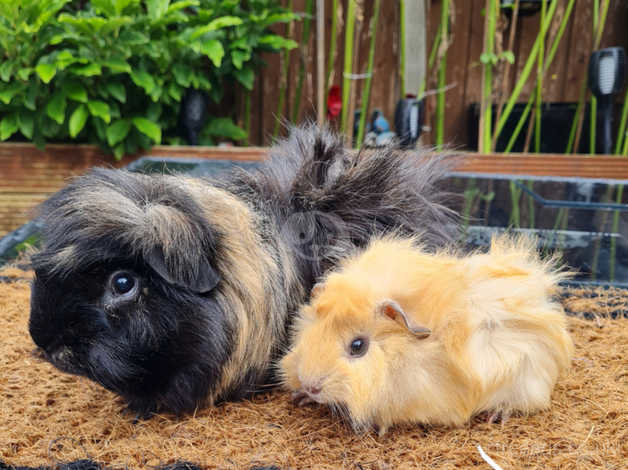 Pair Of Male Guinea Pigs Available in Oldbury on Freeads Classifieds -  Guinea Pigs classifieds